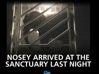 Nosey removed from Liebel Family!