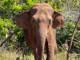 CWI's The ReWild Fund 2023 Grants