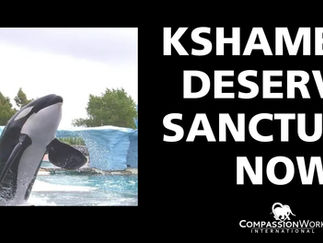 Kshamenk Deserves Sanctuary Now!