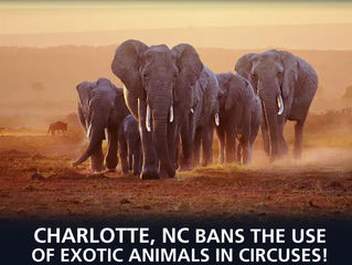 Charlotte, NC passes exotic animals in circuses ban!
