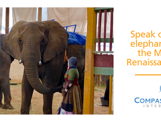 Elephants forced to give rides at the MN Renaissance Festival!