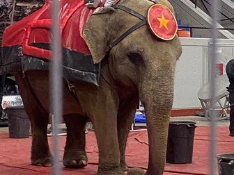 Betty, an elderly circus elephant, stands in an indoor ring wearing a red blanket and star medallion.