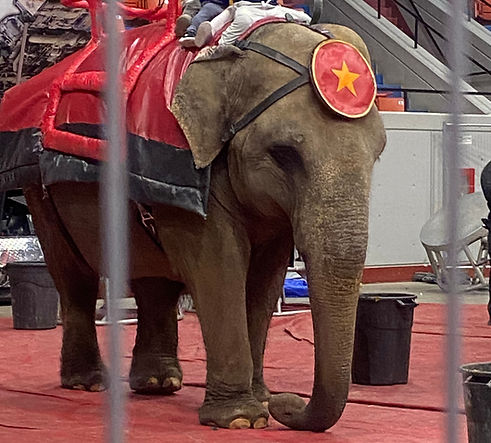 Betty the elephant performing in a circus ring