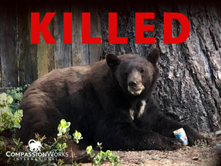 Save Nevada Bears - Act Now!