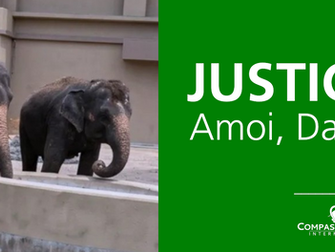 Three Malaysian elephants shipped to a Japanese Zoo.