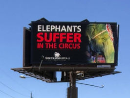 Colorado Bans Animal Abusing Circuses!