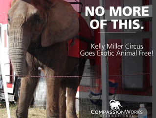 Kelly Miller Circus to go Exotic-Animal Free