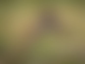 Zoo Incidents December 2018