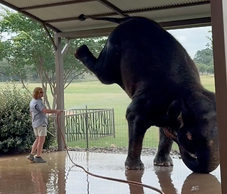 Elephant forced to do a headstand