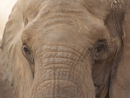 9/21/26 - Botswana’s Elephants Deserve More Than Promises of Protection