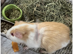 Guinea pig found sliced from shoulder to shoulder
