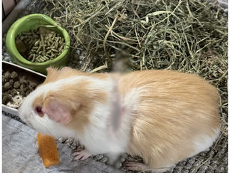 Injured tan-and-white guinea pig in a hay-lined cage, eating near a green food bowl and pellet tray with an orange treat nearby.
