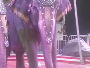 A New "Single Lady": Patty the elephant.