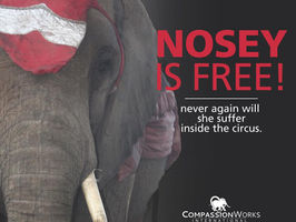 NOSEY IS FREE!