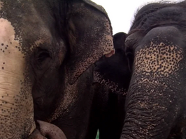 8/27/26 - Tell South Dakota State Fair: Cancel the Elephant Encounters