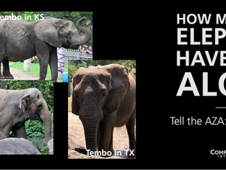 Elephant Happy at Bronx Zoo has died