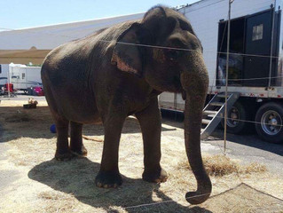 Kelly Miller Circus...another one bites the dust?
