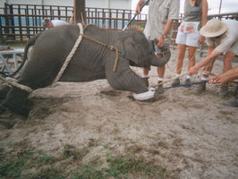 Ringling Elephants to Have a New Home