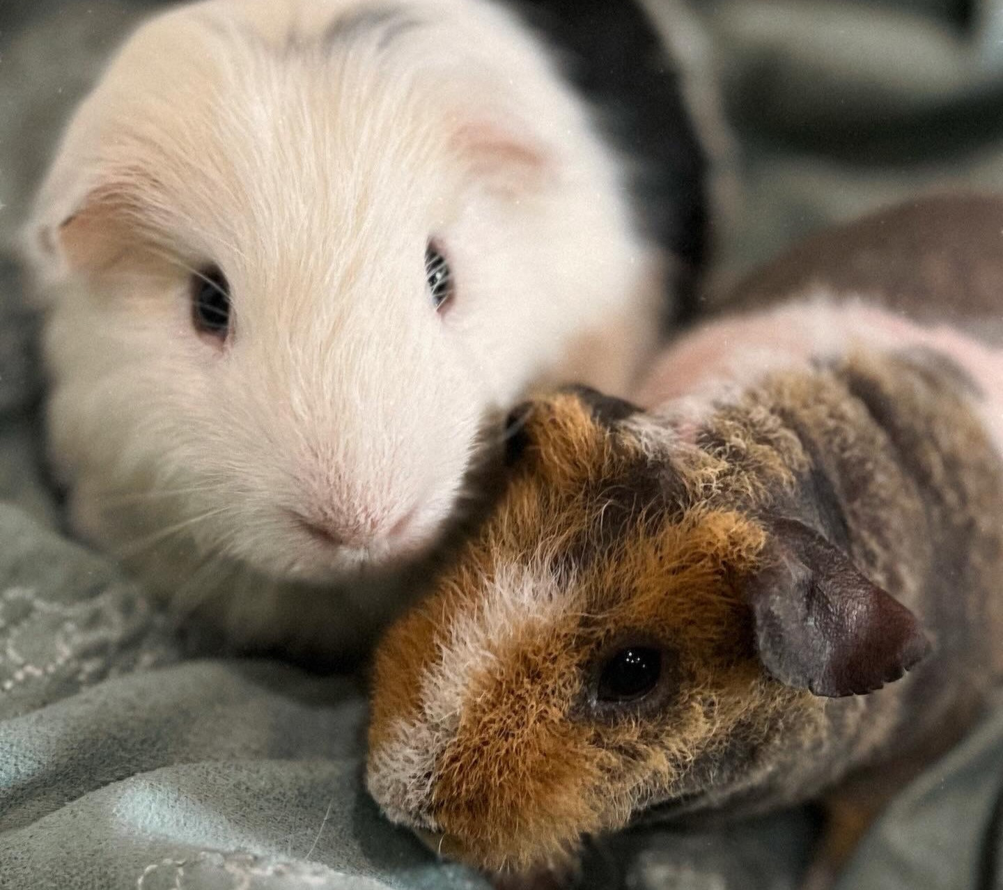 Vegas Guinea Pig Bans compassionworksintl
