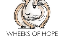 Wheeks of Hope: CWI's Guinea Pig Microsanctuary