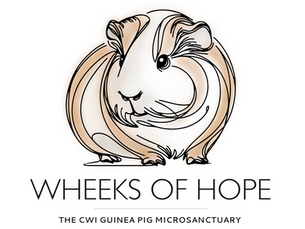 Wheeks of Hope: CWI's Guinea Pig Microsanctuary