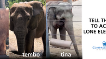 Meet elephants Tembo & Tina: captive and alone.