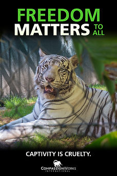FREEDOM MATTERS TIGER POSTER 24 36.JPEG