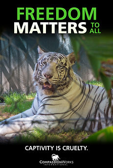 FREEDOM MATTERS TIGER POSTER 24 36.JPEG