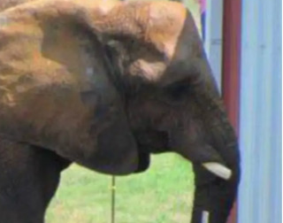 Close-up of an elephant leaning its trunk against a post at a zoo, with colorful structures in the background.
