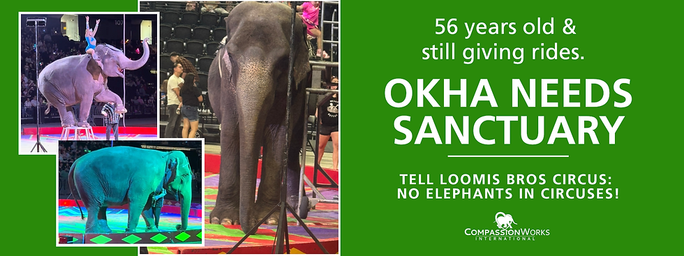 Green protest poster with circus elephants and rider, reading: 56 years old & still giving rides. OKHA NEEDS SANCTUARY.