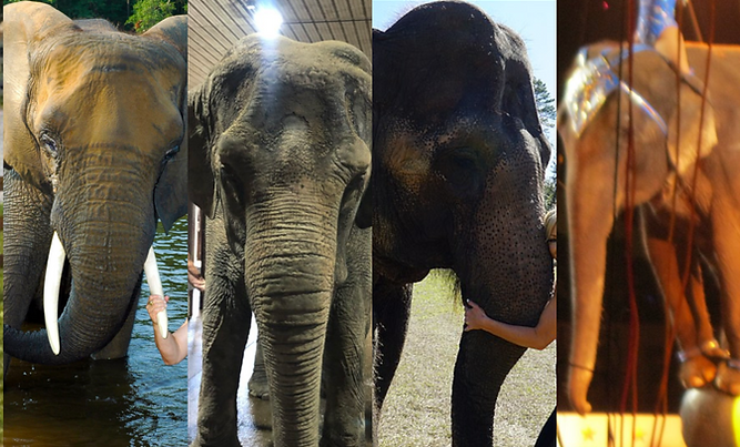 Elephants kept without same species companions 