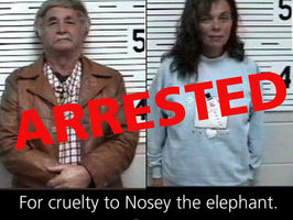 Nosey's Day in Court, and a Big Arrest!