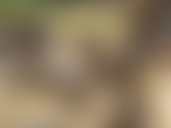 Zoo Incidents, January 2019