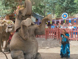 Stop performing elephants from returning to Colorado!