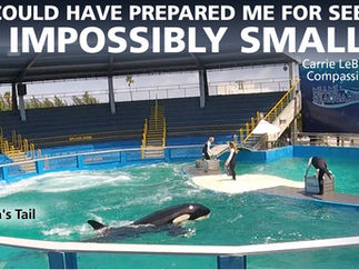 Lolita: 51 Years a Prisoner.
