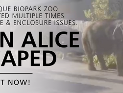 3/31/26 Alice the elephant escaped