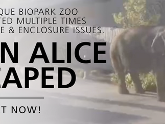 Poster with an elephant on a road and bold text: Albuquerque Biopark Zoo cited multiple times... Then Alice Escaped. Act now!