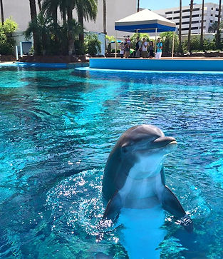 dolphin in a pool in Las Vegas