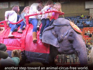 NV Bans Elephant Rides!