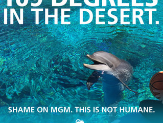 CWI Speaks Out Against American Humane