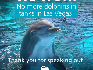 WE WON: No More Captive Animals at Mirage Las Vegas