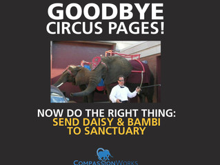 Circus Pages has CLOSED