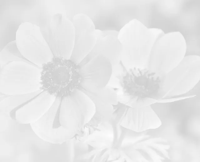 horticulteur et pepiniere locale a vannes le jardin de balgan