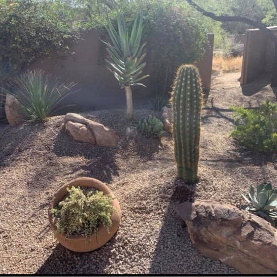 Desert Landscaping