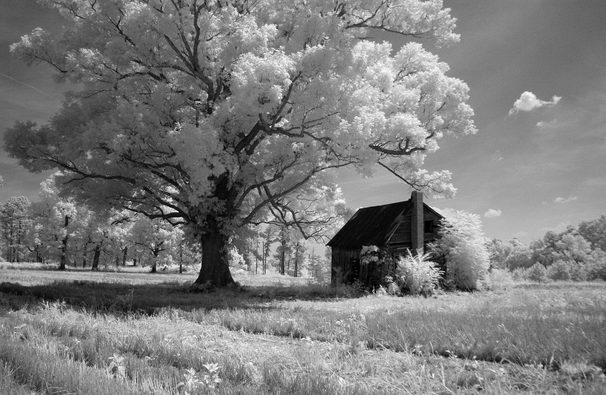 Barn + Tree