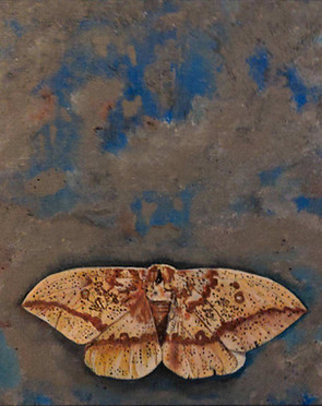 moth.JPG