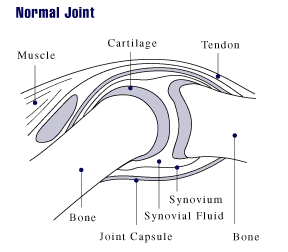 Normal Joint
