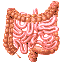 Large intestine