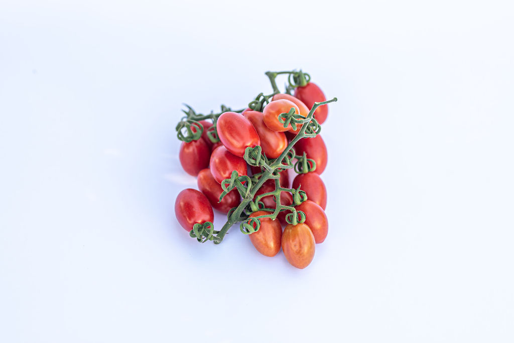 עגבניית שרי