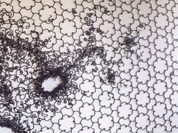 Tessellation Phage (detail)